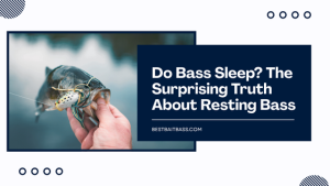 do bass sleep